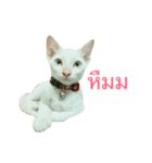 Cats Funny（個別スタンプ：8）