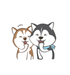 Husky Dog (Animated)（個別スタンプ：20）