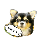 チワワの『れもん』ちゃんのスタンプ♪（個別スタンプ：1）