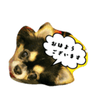 チワワの『れもん』ちゃんのスタンプ♪（個別スタンプ：2）