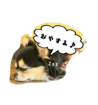 チワワの『れもん』ちゃんのスタンプ♪（個別スタンプ：3）