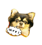 チワワの『れもん』ちゃんのスタンプ♪（個別スタンプ：7）
