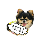 チワワの『れもん』ちゃんのスタンプ♪（個別スタンプ：9）
