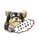 チワワの『れもん』ちゃんのスタンプ♪（個別スタンプ：11）