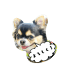 チワワの『れもん』ちゃんのスタンプ♪（個別スタンプ：12）