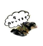 チワワの『れもん』ちゃんのスタンプ♪（個別スタンプ：16）