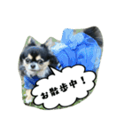 チワワの『れもん』ちゃんのスタンプ♪（個別スタンプ：17）