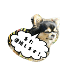 チワワの『れもん』ちゃんのスタンプ♪（個別スタンプ：18）
