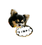 チワワの『れもん』ちゃんのスタンプ♪（個別スタンプ：20）