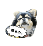 チワワの『れもん』ちゃんのスタンプ♪（個別スタンプ：21）
