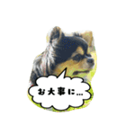 チワワの『れもん』ちゃんのスタンプ♪（個別スタンプ：27）