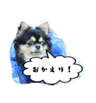 チワワの『れもん』ちゃんのスタンプ♪（個別スタンプ：31）