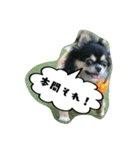 チワワの『れもん』ちゃんのスタンプ♪（個別スタンプ：33）