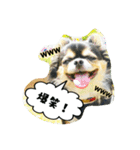 チワワの『れもん』ちゃんのスタンプ♪（個別スタンプ：37）
