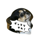 チワワの『れもん』ちゃんのスタンプ♪（個別スタンプ：40）