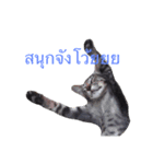 Meow Mow（個別スタンプ：7）