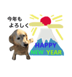 犬のNさん 3（個別スタンプ：3）