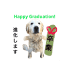 犬のNさん 3（個別スタンプ：4）