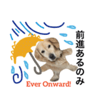 犬のNさん 3（個別スタンプ：8）