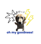犬のNさん 3（個別スタンプ：10）