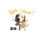 犬のNさん 3（個別スタンプ：14）