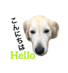 犬のNさん 3（個別スタンプ：18）