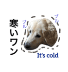 犬のNさん 3（個別スタンプ：20）