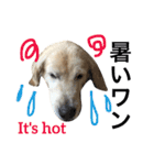 犬のNさん 3（個別スタンプ：21）