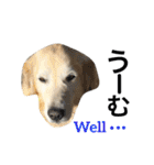 犬のNさん 3（個別スタンプ：22）