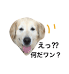 犬のNさん 3（個別スタンプ：30）