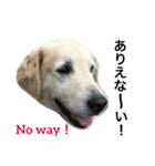 犬のNさん 3（個別スタンプ：34）