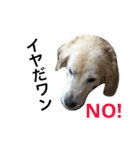 犬のNさん 3（個別スタンプ：36）