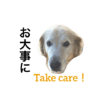 犬のNさん 3（個別スタンプ：40）