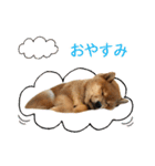 白い犬の犬仲間（個別スタンプ：4）