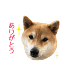 白い犬の犬仲間（個別スタンプ：7）