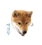 白い犬の犬仲間（個別スタンプ：8）