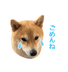 白い犬の犬仲間（個別スタンプ：10）