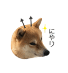 白い犬の犬仲間（個別スタンプ：11）