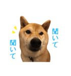 白い犬の犬仲間（個別スタンプ：15）