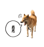 白い犬の犬仲間（個別スタンプ：18）