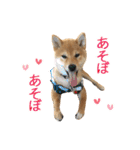 白い犬の犬仲間（個別スタンプ：19）