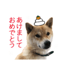 白い犬の犬仲間（個別スタンプ：30）