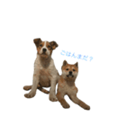 かわいい、動物のスタンプ。  お正月ver.（個別スタンプ：1）