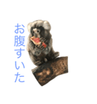 かわいい、動物のスタンプ。  お正月ver.（個別スタンプ：6）