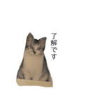 ネコのゴン（個別スタンプ：5）
