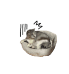 ネコのゴン（個別スタンプ：8）