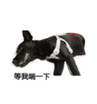Whity dog（個別スタンプ：1）