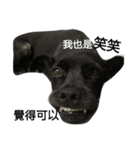 Whity dog（個別スタンプ：2）