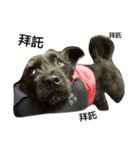 Whity dog（個別スタンプ：4）
