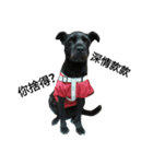Whity dog（個別スタンプ：5）